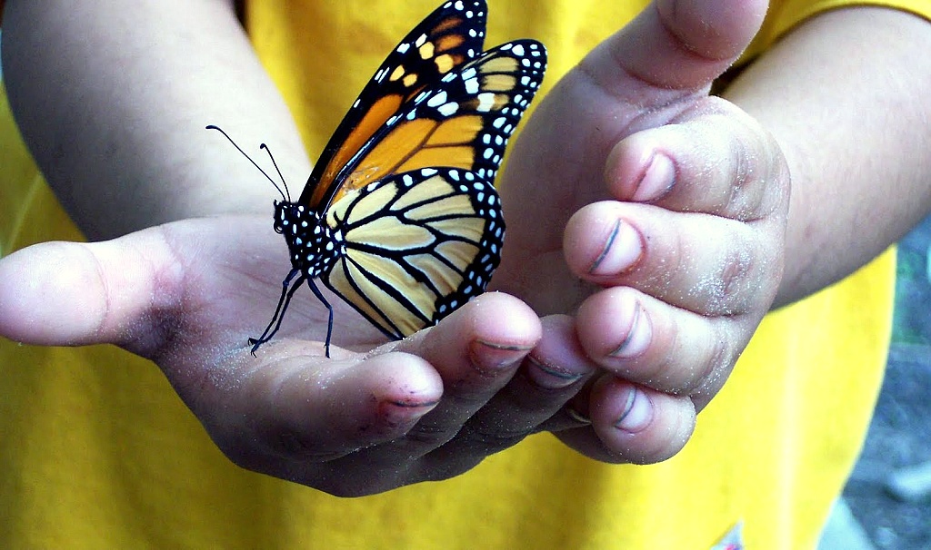 Butterfly ready to fly.