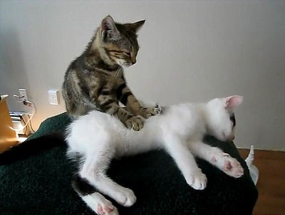 Cat massage