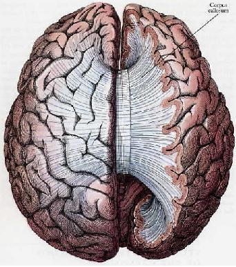 Corpus Callosum