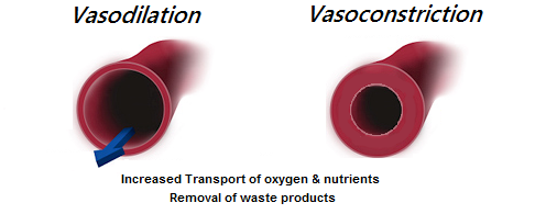 Vasodialators vs vasoconstrictors